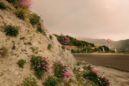 Mountain road with pink wildflowers on rocks under overcast sky, scenic drive.