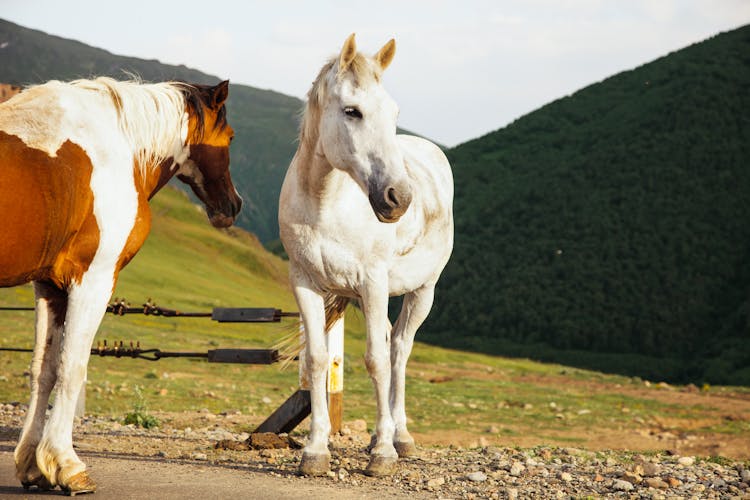 Horses In Mountain Scenery