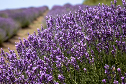Purple lavender flowers flourishing in a wide open field, showcasing nature's beauty.. pexels, purple, lavender