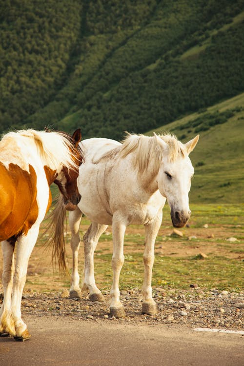 Horses on Road in Mountain Scenery