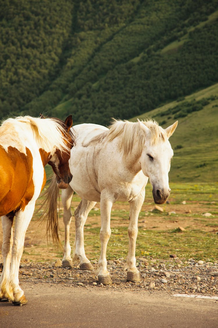 Horses On Road In Mountain Scenery