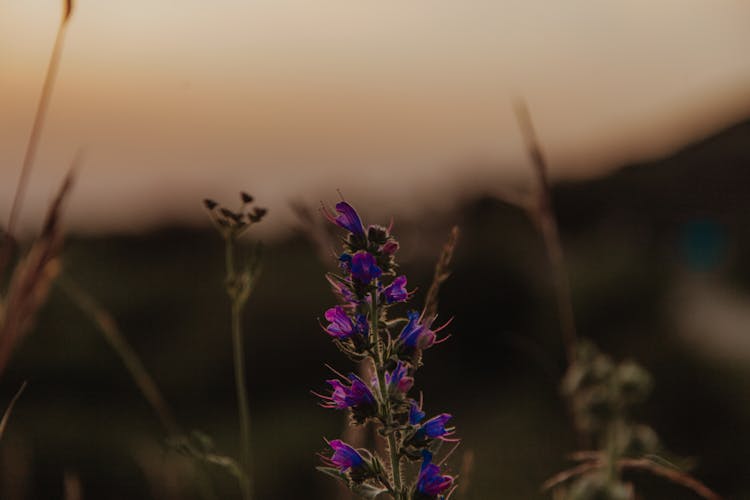 Purple Wild Flower Growing In Field