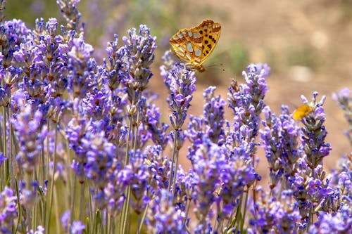 경치, 꽃, 나비의 무료 스톡 사진