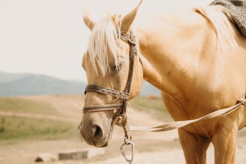 Fotobanka s bezplatnými fotkami na tému dedinský, jazdectvo, kôň