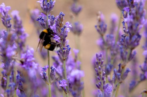 Free Close-up of a bumblebee pollinating lavender flowers in the summer sun. Stock Photo