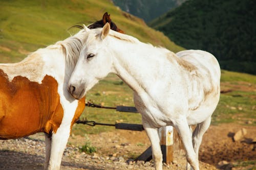 Gratuit Photos gratuites de animaux, cheval blanc, Cheval Blanc-Brun Photos