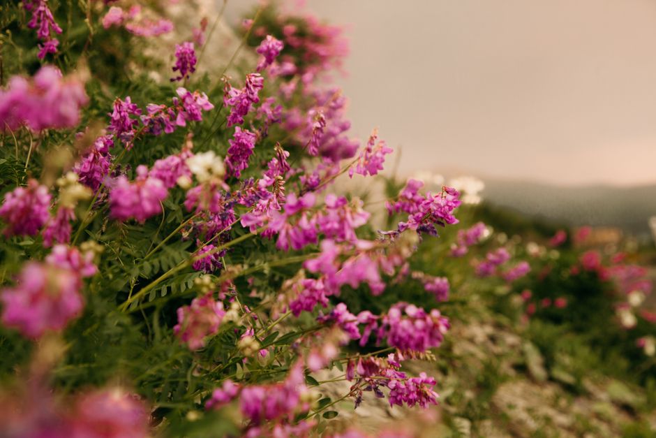 Spring-blooming shrubs - bush and shrub trimming