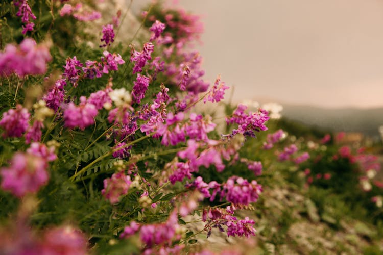 Pink Flowers Growing On Shrubs