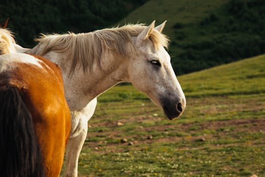 Two horses peacefully grazing in a lush green pasture on a sunny day.
