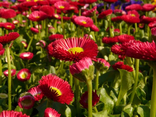 Red and Yellow Flower