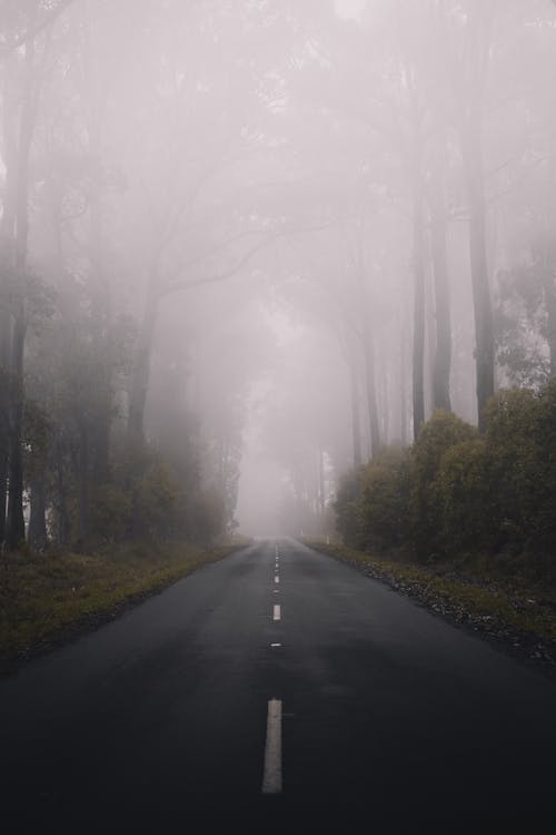 Empty Road Between Green Trees Covered With Fog
