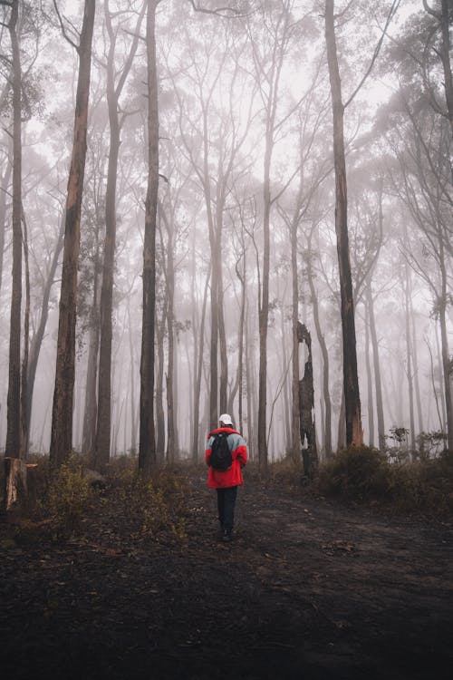 Person Walking in the Woods