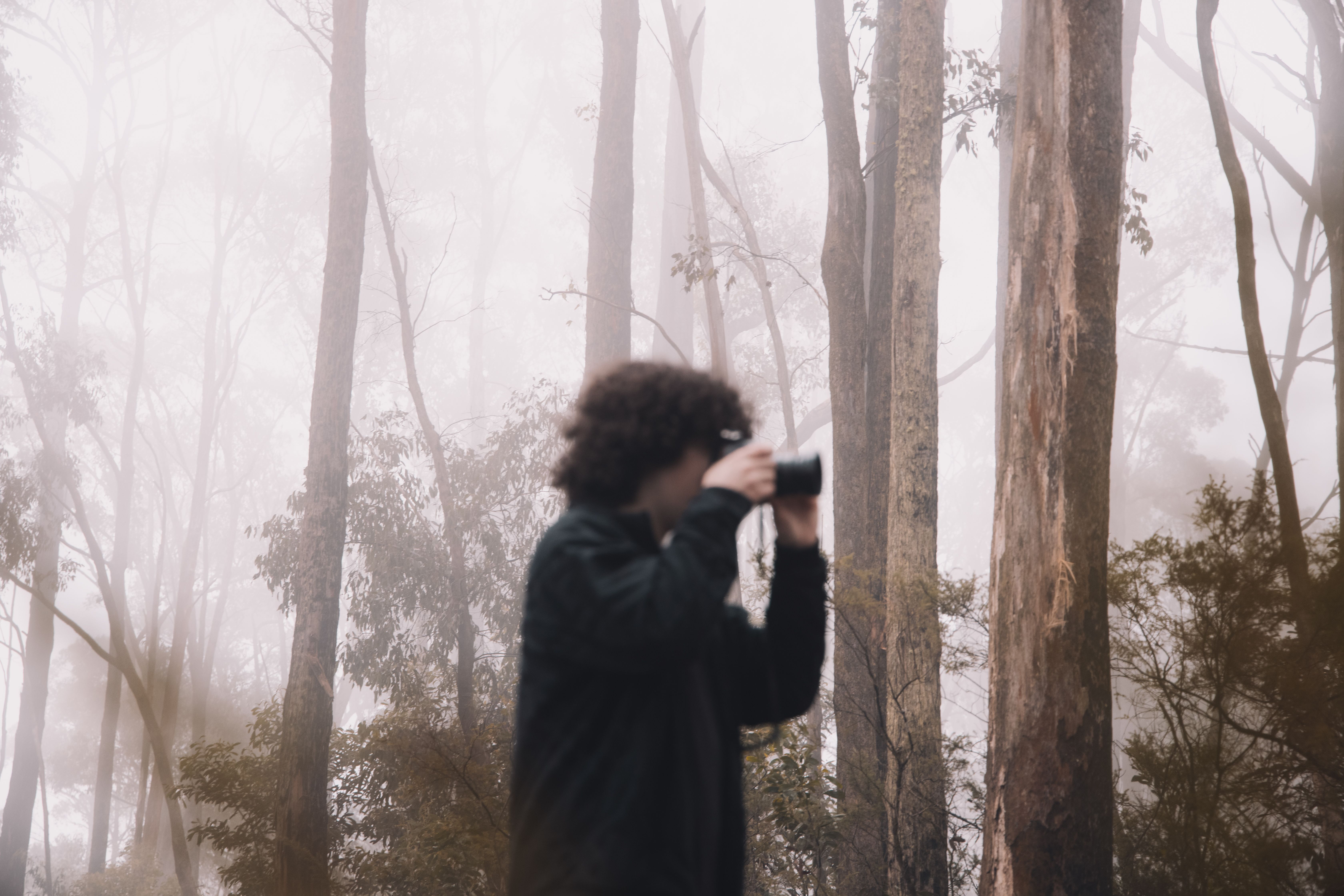 A photographer captures the foggy beauty of Kinglake forest, Australia.