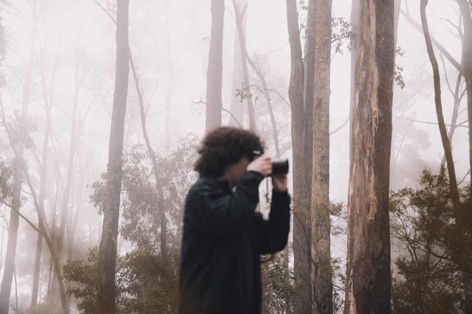 A photographer captures the foggy beauty of Kinglake forest, Australia.