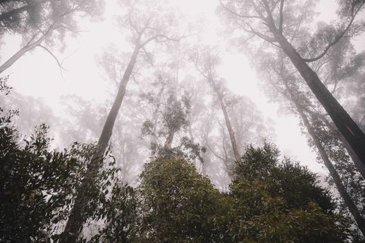 Foggy forest view with towering tree canopies in Kinglake, Australia, creating a mystical atmosphere.