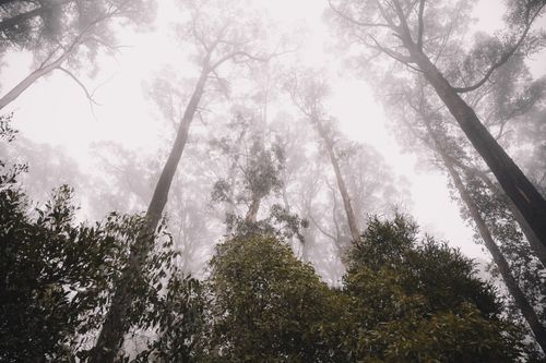 Free Foggy forest view with towering tree canopies in Kinglake, Australia, creating a mystical atmosphere. Stock Photo