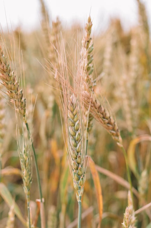 Brown and Green Wheat Field