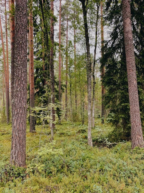 Foto profissional grátis de ao ar livre, árvores, floresta