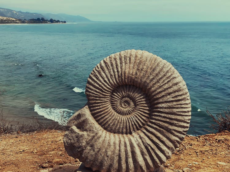 Spiral Shape Of A Fossil Ammonite Shell On Brown Sand Near Body Of Water