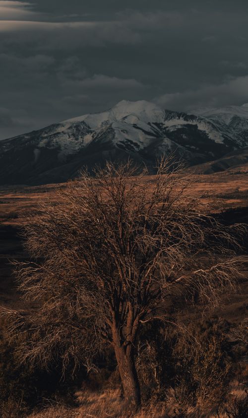 Free Dramatic landscape featuring a lone tree against snow-capped mountains under a cloudy sky. Stock Photo