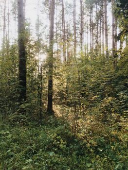 Serene forest scene with sunlight filtering through tall trees in Mar'ino, Vologda Oblast, Russia.