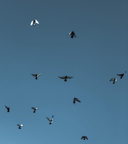 Darmowe zdjęcie z galerii z błękitne niebo, gołębie, latanie