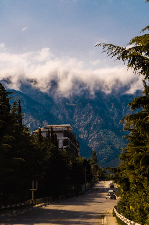 Foto d'estoc gratuïta de arbres, boira, carrer