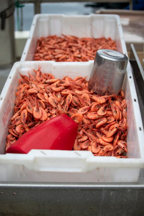 Freshly caught shrimp piled in white crates at a seafood market, showcasing commercial seafood trade and quality frozen shrimp imports
