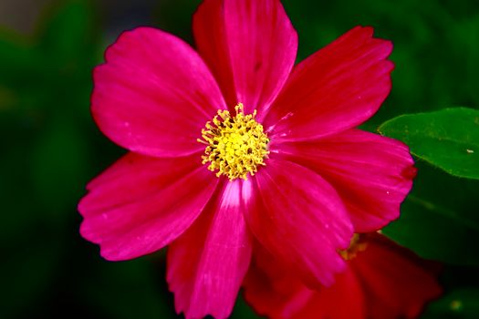 A bright pink garden cosmos flower showcasing its vivid petals and yellow center in detailed close-up.