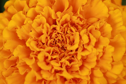 Captivating close-up of an orange marigold flower showcasing intricate petals in full bloom.