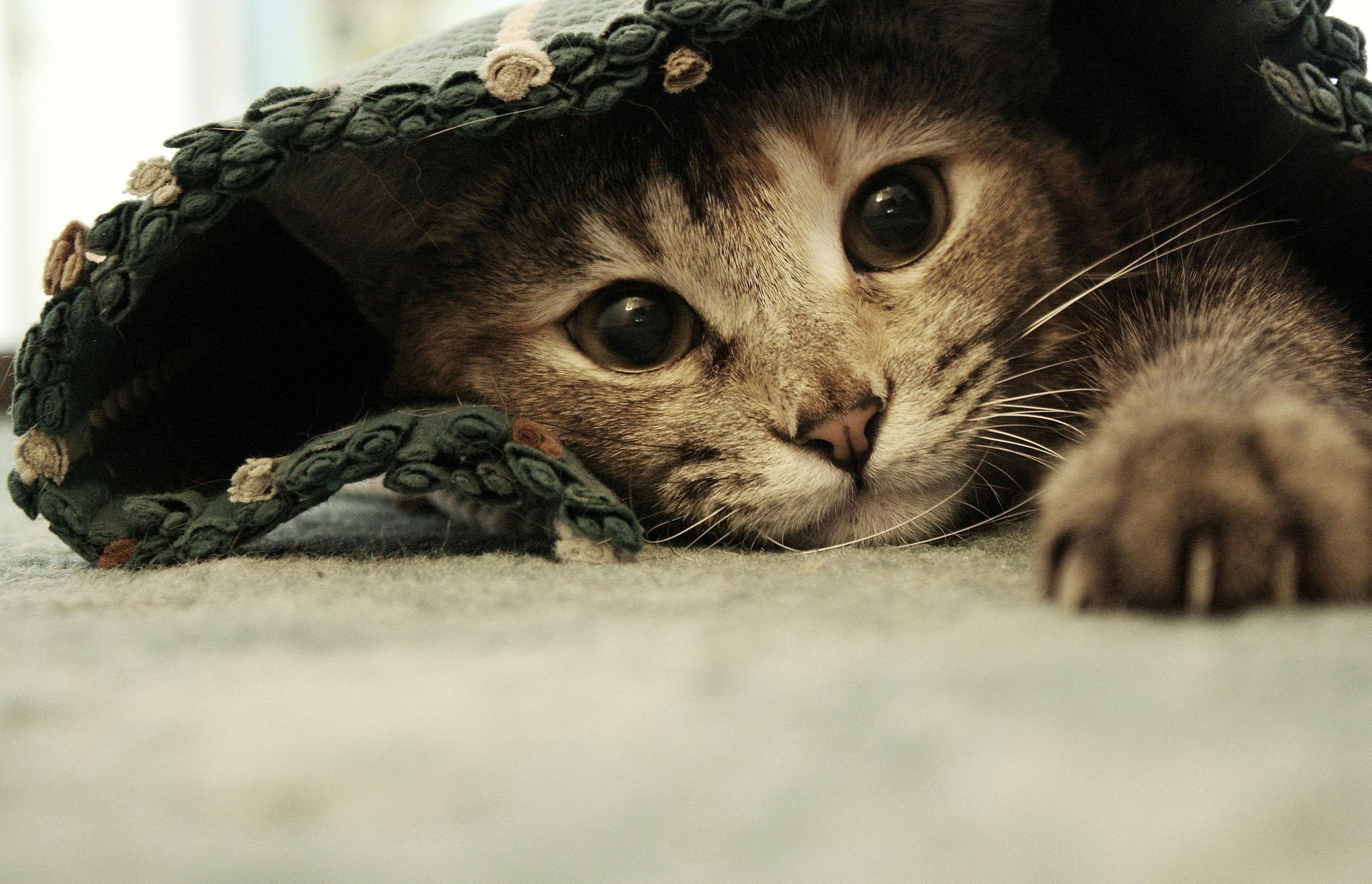 How to create a pet‑proof home for curious kittens — Photo by ERMAL TAHIRI on Pexels