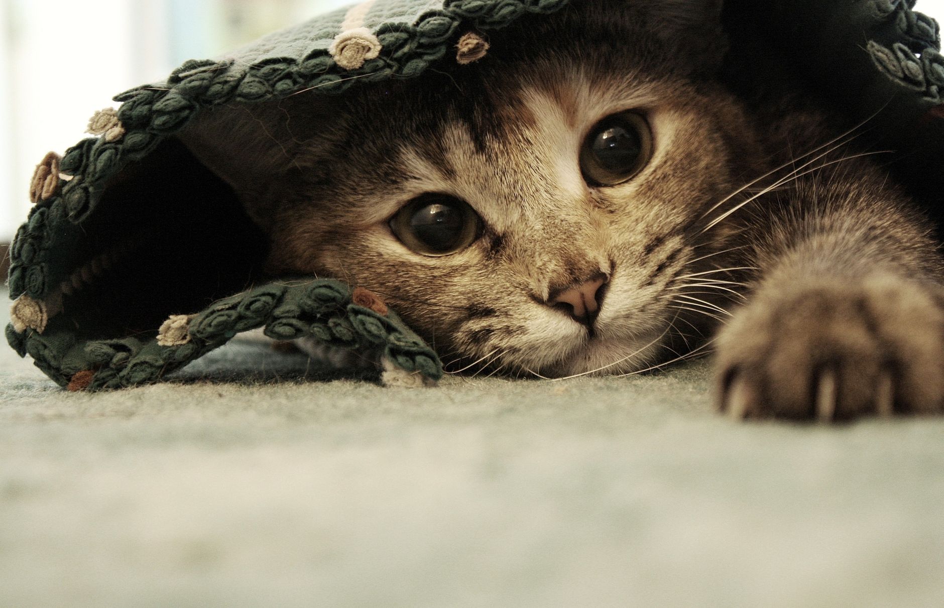 Healthcare and wellness consultation for a cat