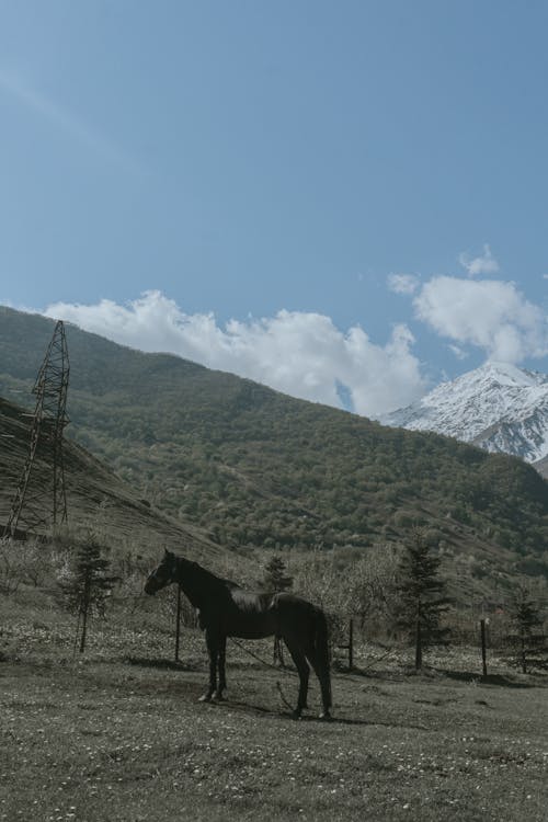 Black Horse on Green Grass Field Near Mountain 