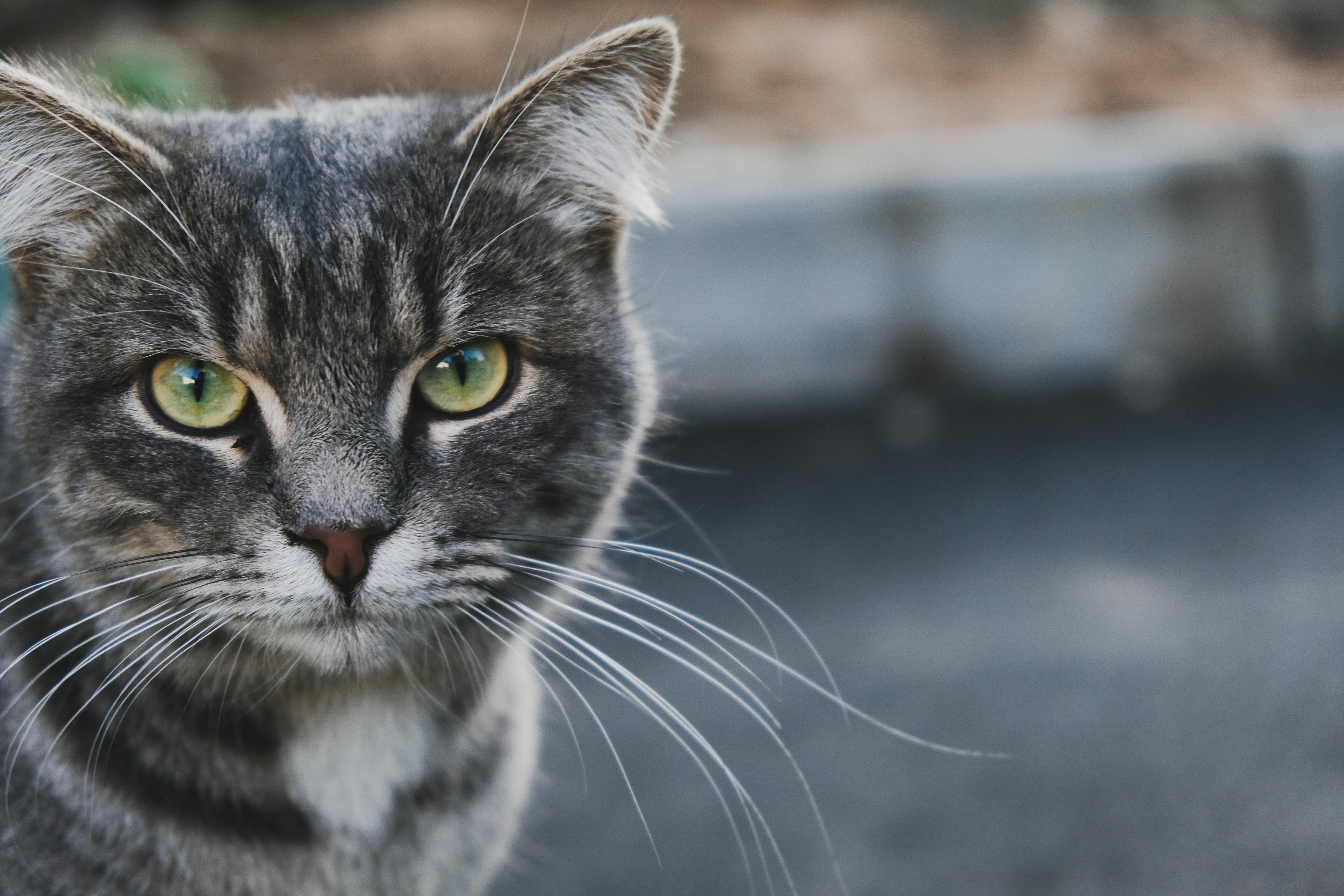 World Cat Vaccine - Market Analysis, Forecast, Size, Trends and Insights - IndexBox — Photo by Виктория Кузьмина on Pexels