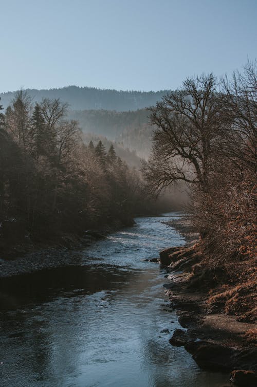 Free A River in a Foggy Forest Stock Photo