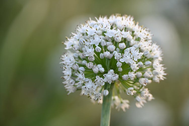 Blooming Flower With White Buds