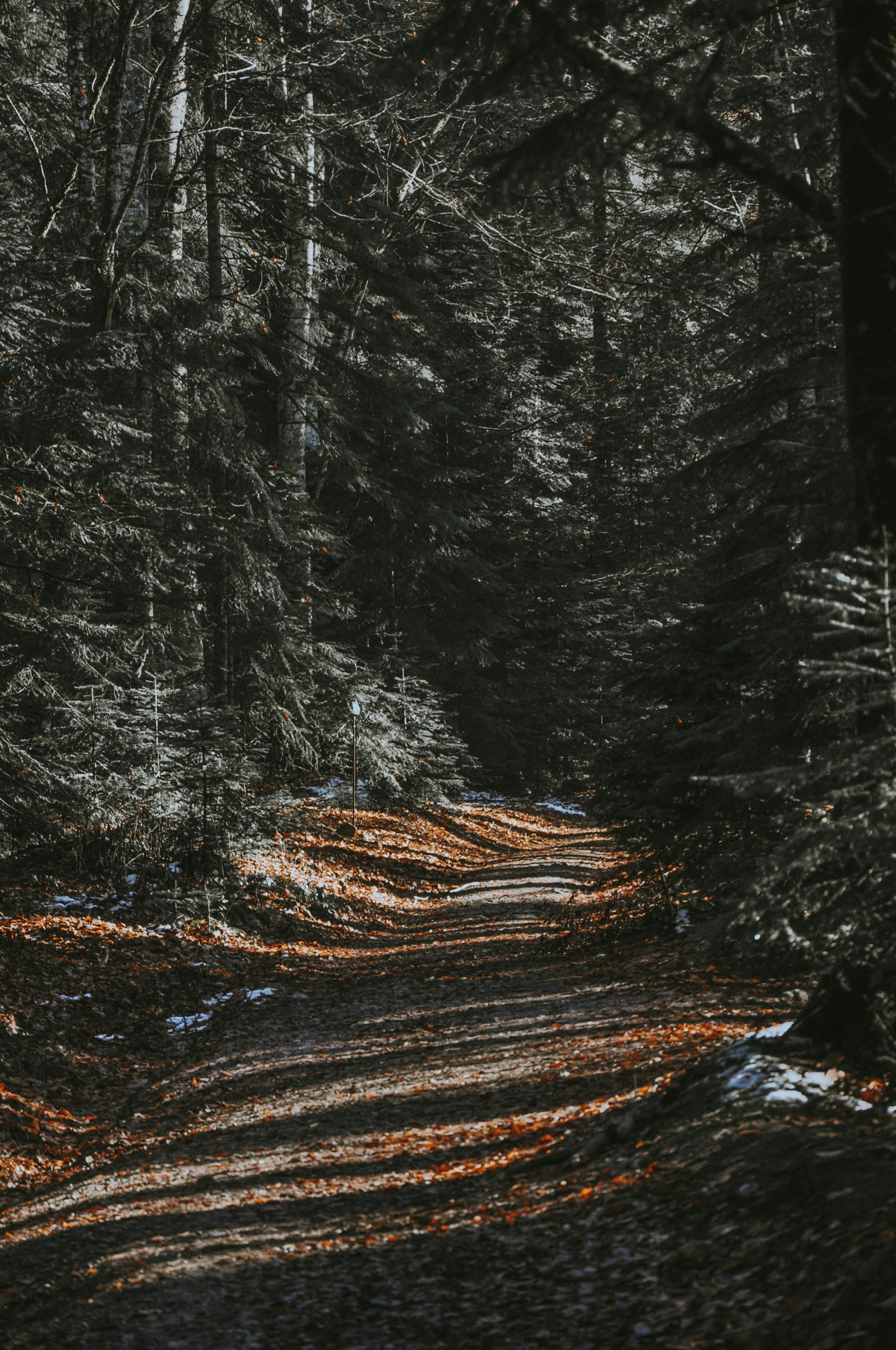 Man Riding Bicycle in the Forest · Free Stock Photo