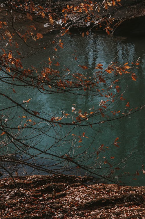 Tree with Brown Leaves near a River