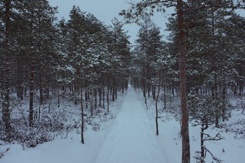 겨울, 길, 눈의 무료 스톡 사진