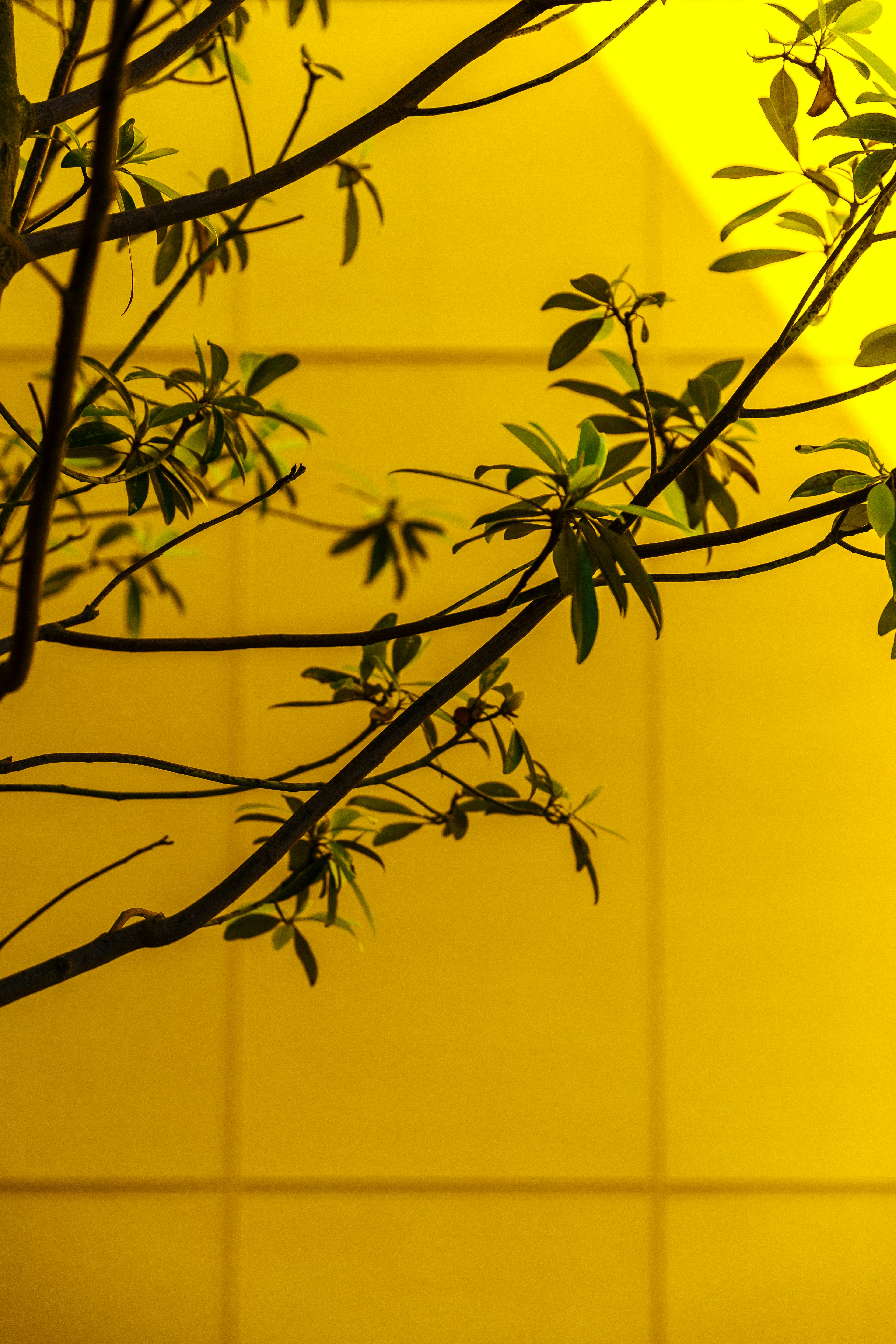 A striking composition of green leaves silhouetted against a vibrant yellow wall.