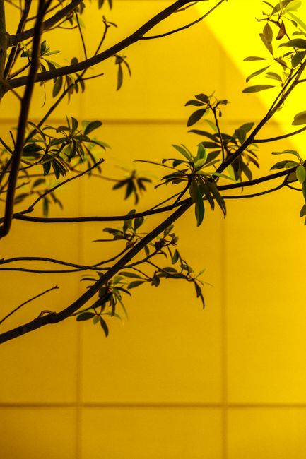 A striking composition of green leaves silhouetted against a vibrant yellow wall.