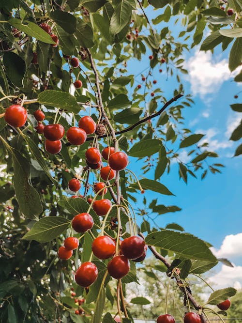 Free Red Berries on Tree Stock Photo