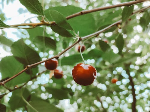 Free Ripe Cherry on Tree Stock Photo