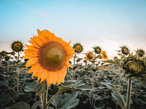 açık hava, alan, ayçiçekleri içeren Ücretsiz stok fotoğraf