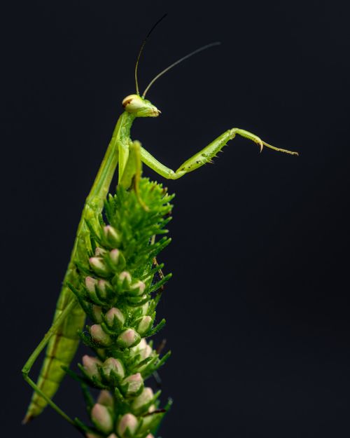 Free Macro shot of a praying mantis perched on a flower bud against a dark background. Stock Photo