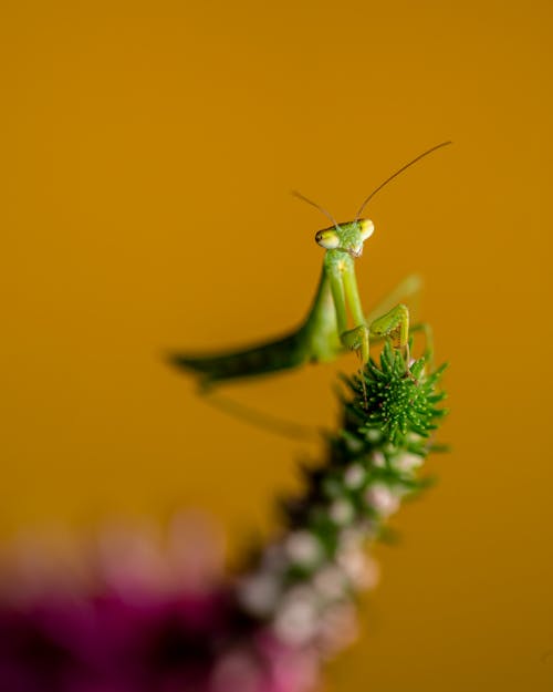 Close-up Photo of a Mantis