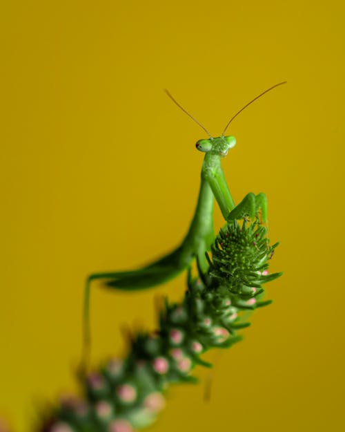 Free Green Praying Mantis on Yellow Background Stock Photo