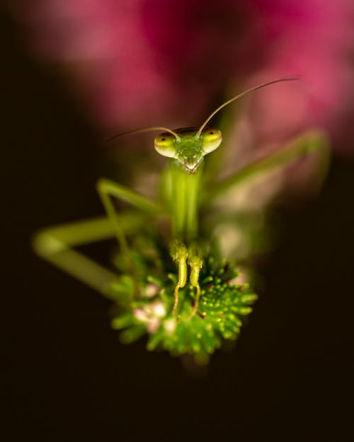 Free Praying Mantis Perched on Green Plant in Close Up Photography Stock Photo