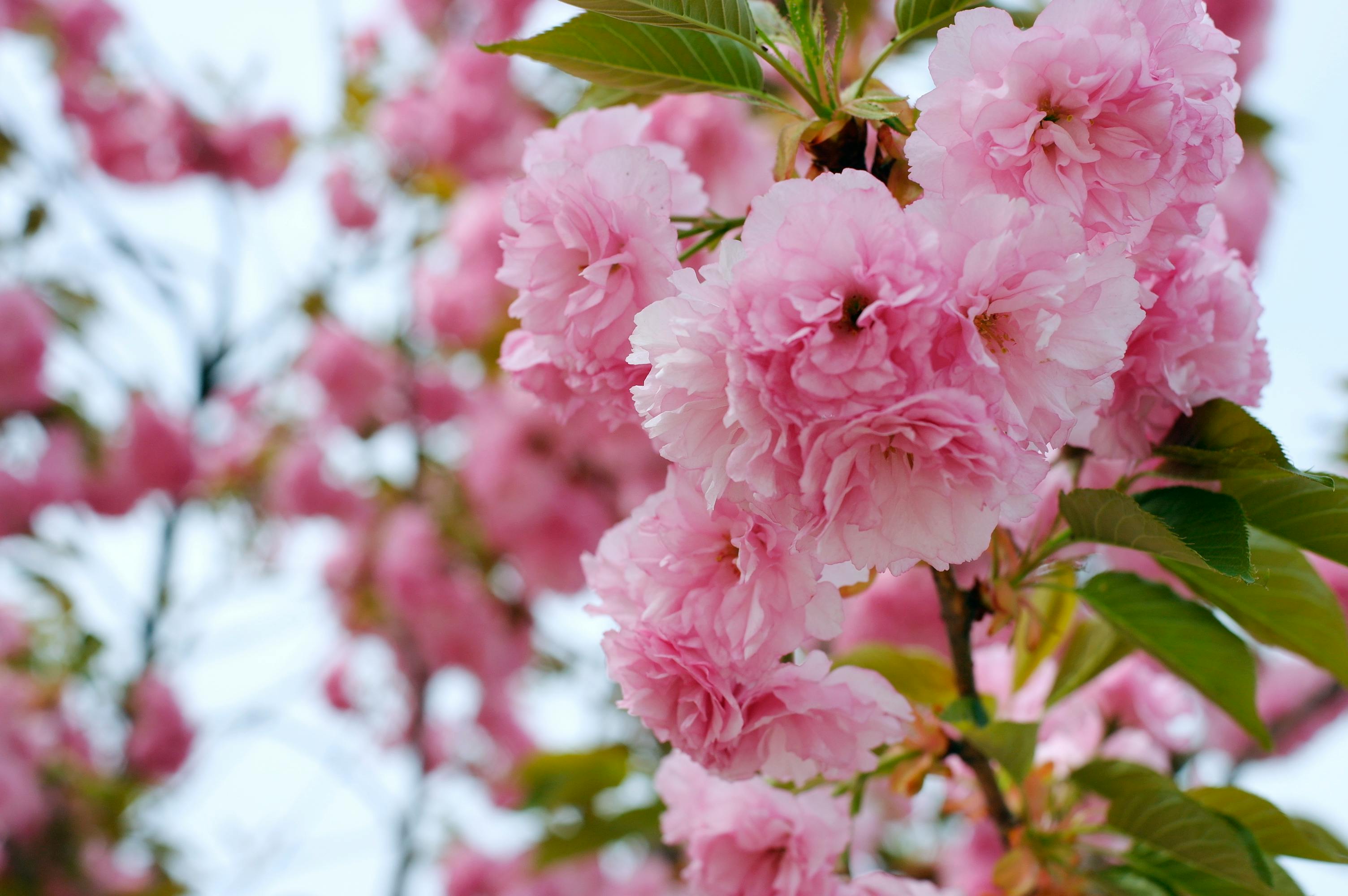 Free stock photo of blossom, flowers, korea