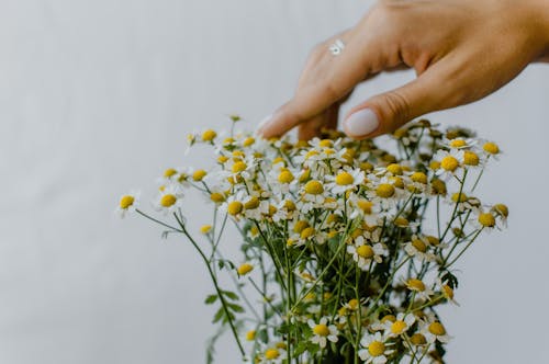 A Person's Hand Touching a Bouquet of Chamomile Flowers